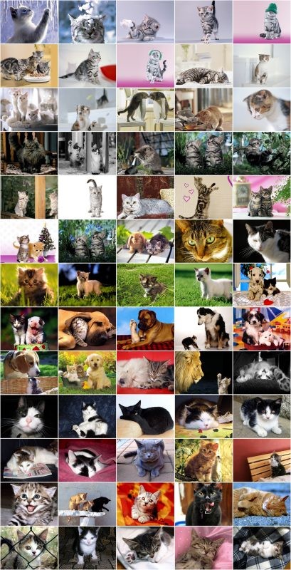 Cats Wallpapers Collection